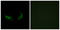 Olfactory Receptor Family 2 Subfamily M Member 5 antibody, LS-C120851, Lifespan Biosciences, Immunofluorescence image 