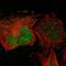 Protein O-Mannose Kinase antibody, HPA013321, Atlas Antibodies, Immunofluorescence image 