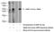 Perilipin 2 antibody, 15294-1-AP, Proteintech Group, Western Blot image 