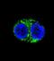 Isocitrate Dehydrogenase (NADP(+)) 1, Cytosolic antibody, abx033407, Abbexa, Flow Cytometry image 