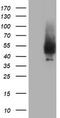 Neuroplastin antibody, LS-C797557, Lifespan Biosciences, Western Blot image 