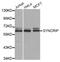 Synaptotagmin Binding Cytoplasmic RNA Interacting Protein antibody, abx004675, Abbexa, Western Blot image 