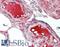 Complement Factor B antibody, LS-B15001, Lifespan Biosciences, Immunohistochemistry paraffin image 