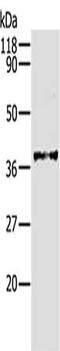 Aldose reductase antibody, CSB-PA078927, Cusabio, Western Blot image 