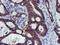Spermine Synthase antibody, LS-C173067, Lifespan Biosciences, Immunohistochemistry frozen image 