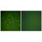 Secretoglobin Family 2A Member 2 antibody, A09363-1, Boster Biological Technology, Immunofluorescence image 