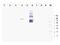 Ankyrin Repeat Domain 26 antibody, NBP1-77935, Novus Biologicals, Western Blot image 