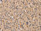 Peptidylprolyl Isomerase F antibody, CSB-PA903914, Cusabio, Immunohistochemistry frozen image 