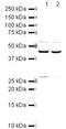 Actin Related Protein 2 antibody, PA5-19760, Invitrogen Antibodies, Western Blot image 