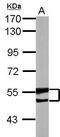 BAI1 Associated Protein 2 antibody, PA5-30386, Invitrogen Antibodies, Western Blot image 