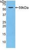 Cathepsin D antibody, LS-C298674, Lifespan Biosciences, Western Blot image 