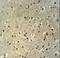 Tetratricopeptide Repeat Domain 26 antibody, LS-C160296, Lifespan Biosciences, Immunohistochemistry paraffin image 