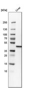 Cystathionine Gamma-Lyase antibody, HPA023300, Atlas Antibodies, Western Blot image 