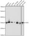Ts Translation Elongation Factor, Mitochondrial antibody, A08656, Boster Biological Technology, Western Blot image 