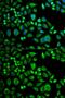 Apolipoprotein D antibody, GTX30058, GeneTex, Immunofluorescence image 