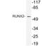 RUNX Family Transcription Factor 2 antibody, LS-C291738, Lifespan Biosciences, Western Blot image 