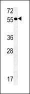 Platelet-activating factor receptor antibody, LS-C162261, Lifespan Biosciences, Western Blot image 