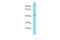 Keratinocyte Differentiation Factor 1 antibody, PA5-70973, Invitrogen Antibodies, Western Blot image 