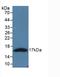 Natriuretic Peptide A antibody, LS-C689765, Lifespan Biosciences, Western Blot image 