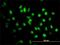Stromal Antigen 2 antibody, H00010735-M01, Novus Biologicals, Immunocytochemistry image 