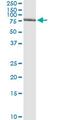 General Transcription Factor IIA Subunit 1 Like antibody, MA5-21229, Invitrogen Antibodies, Immunoprecipitation image 