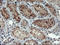 Regulatory Factor X Associated Ankyrin Containing Protein antibody, LS-C337623, Lifespan Biosciences, Immunohistochemistry frozen image 