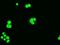 BCL2 Like 1 antibody, NBP1-47665, Novus Biologicals, Immunocytochemistry image 