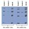 His tag antibody, MA1-21315-1MG, Invitrogen Antibodies, Western Blot image 