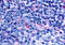 G Protein-Coupled Receptor 65 antibody, MBS243998, MyBioSource, Immunohistochemistry frozen image 