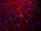 Neurofilament Medium antibody, PA1-16758, Invitrogen Antibodies, Immunofluorescence image 