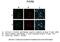 Pyrroline-5-Carboxylate Reductase 2 antibody, PA5-44241, Invitrogen Antibodies, Immunohistochemistry frozen image 