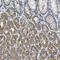 Acylglycerol Kinase antibody, HPA020959, Atlas Antibodies, Immunohistochemistry paraffin image 