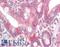 Growth Differentiation Factor 1 antibody, LS-B8884, Lifespan Biosciences, Immunohistochemistry paraffin image 