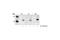 Mitogen-Activated Protein Kinase Kinase 4 antibody, 9151S, Cell Signaling Technology, Western Blot image 