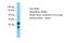 WD Repeat Domain 66 antibody, PA5-43883, Invitrogen Antibodies, Western Blot image 