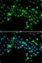 Serine And Arginine Rich Splicing Factor 4 antibody, LS-C346168, Lifespan Biosciences, Immunofluorescence image 