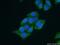 Poly(RC) Binding Protein 2 antibody, 15070-1-AP, Proteintech Group, Immunofluorescence image 