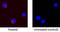 Tumor Necrosis Factor antibody, BAF1507, R&D Systems, Immunocytochemistry image 