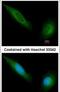 Janus Kinase 1 antibody, PA5-27583, Invitrogen Antibodies, Immunofluorescence image 