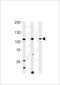 Tuftelin Interacting Protein 11 antibody, LS-C156211, Lifespan Biosciences, Western Blot image 