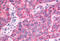 TAO Kinase 1 antibody, MBS243548, MyBioSource, Immunohistochemistry frozen image 