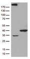 General Transcription Factor IIH Subunit 3 antibody, LS-C796443, Lifespan Biosciences, Western Blot image 