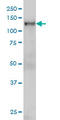 Nuclear Transcription Factor, X-Box Binding 1 antibody, LS-C197777, Lifespan Biosciences, Western Blot image 