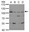 LIG3 antibody, 56250, QED Bioscience, Western Blot image 