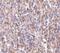 ORAI Calcium Release-Activated Calcium Modulator 1 antibody, ab59330, Abcam, Immunohistochemistry paraffin image 