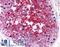 Basigin (Ok Blood Group) antibody, LS-B1861, Lifespan Biosciences, Immunohistochemistry frozen image 