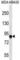 Actin Filament Associated Protein 1 antibody, abx026995, Abbexa, Western Blot image 