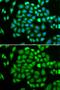 Aldo-Keto Reductase Family 7 Member A2 antibody, GTX55500, GeneTex, Immunocytochemistry image 