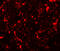 Malic Enzyme 2 antibody, 7723, ProSci, Immunofluorescence image 