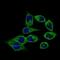 Calmegin antibody, NBP2-37395, Novus Biologicals, Immunofluorescence image 